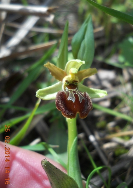 Ophrys in riviera di levante